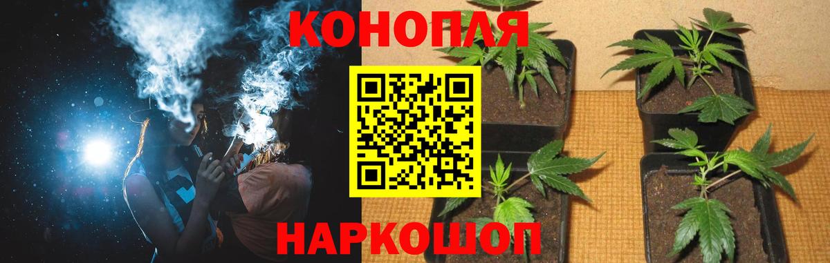 Конопля сатива Димитровград